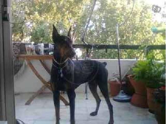 ΝΤΟΜΠΕΡΜΑΝ από γονείς καθαρόαιμους Ιταλούς!